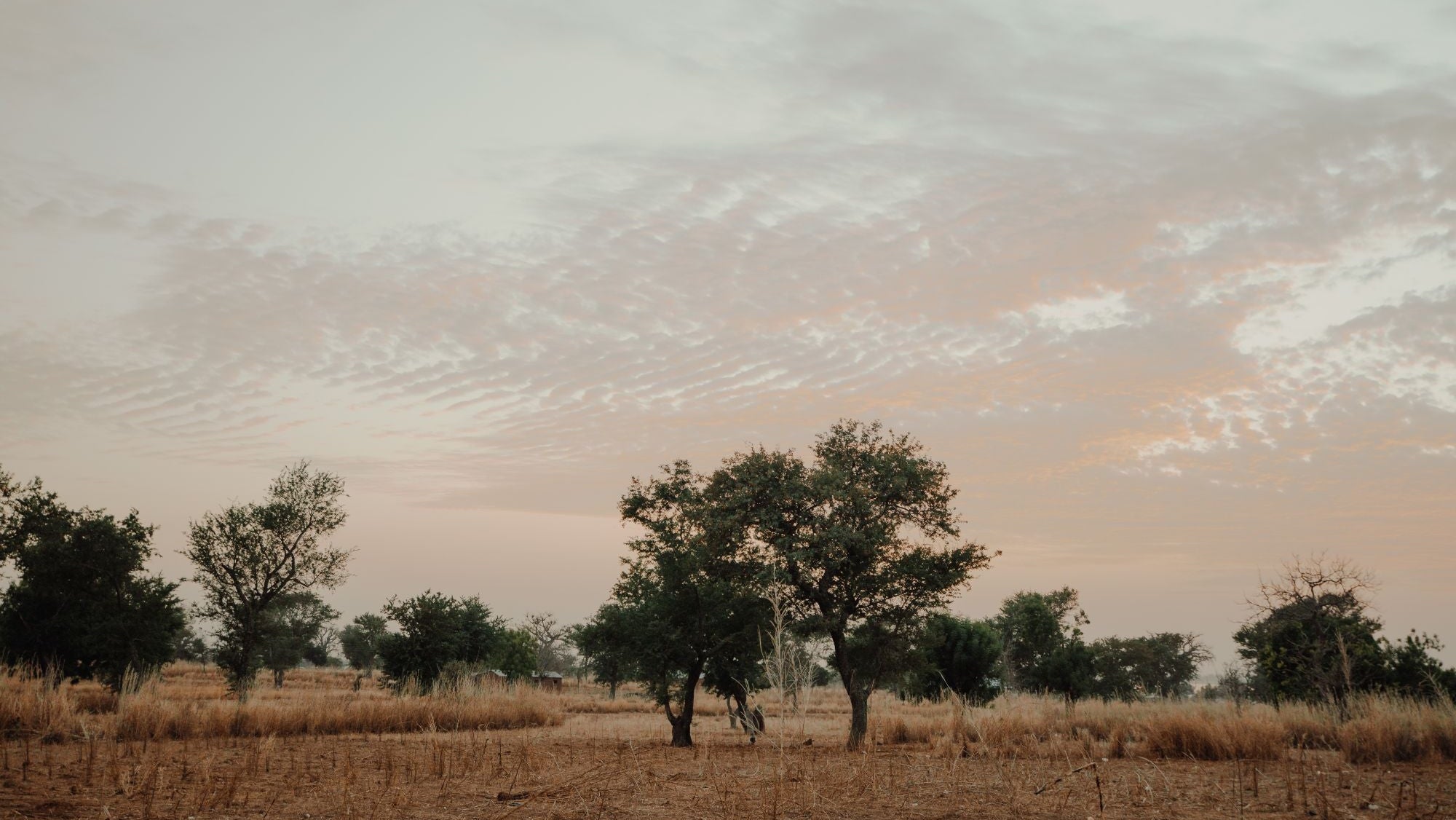 Scenic view of trees in a field with a cloudy sky