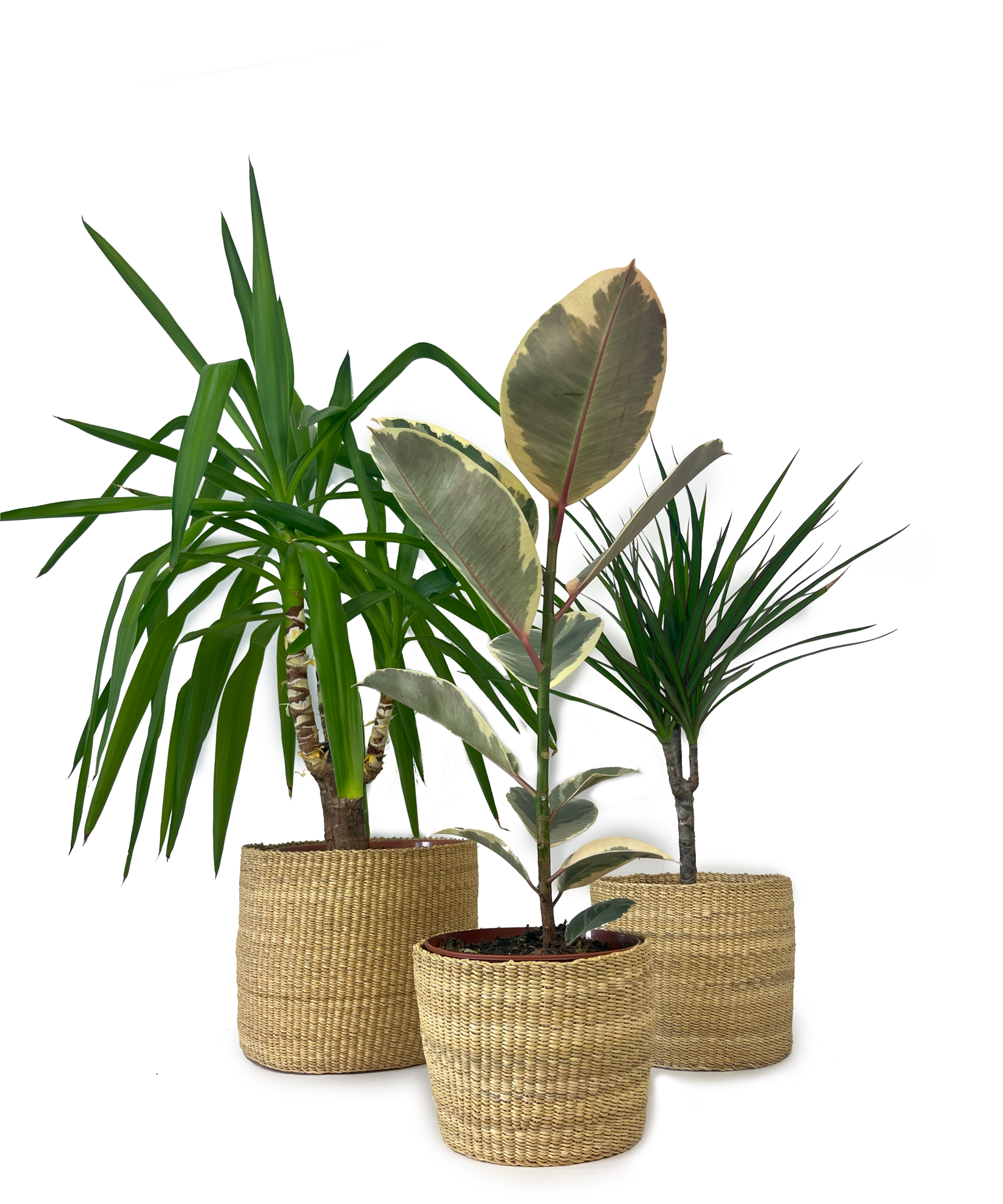 Bongo Planter Baskets
